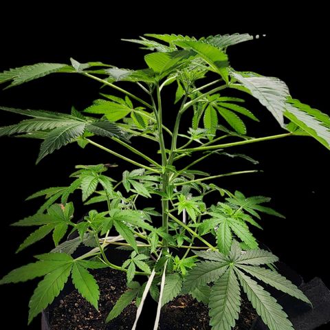 Tropicana Cherry growlog timeline photo