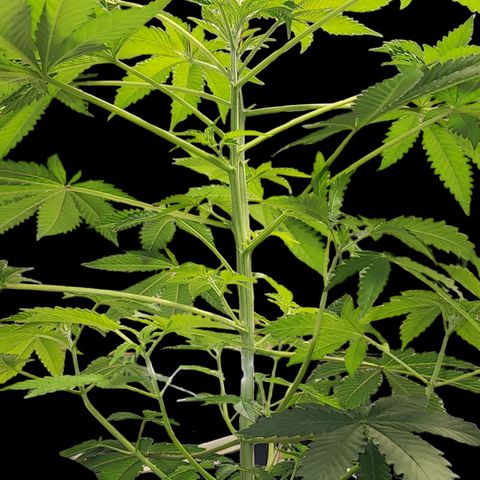 Tropicana Cherry growlog timeline photo