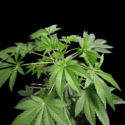 Tropicana Cherry growlog timeline photo