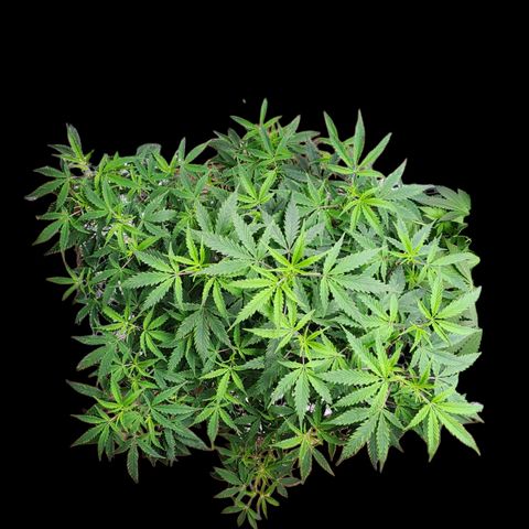 Jungle Boys La Baker growlog timeline photo