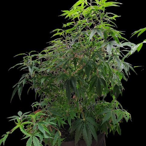 Jungle Boys La Baker growlog timeline photo