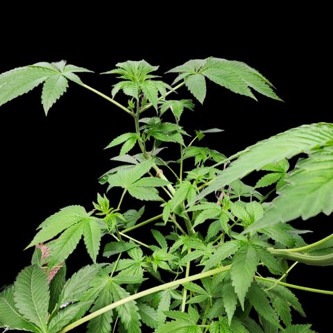Tropicana Cherry growlog timeline photo