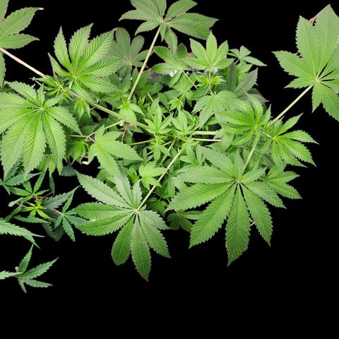 Tropicana Cherry growlog timeline photo