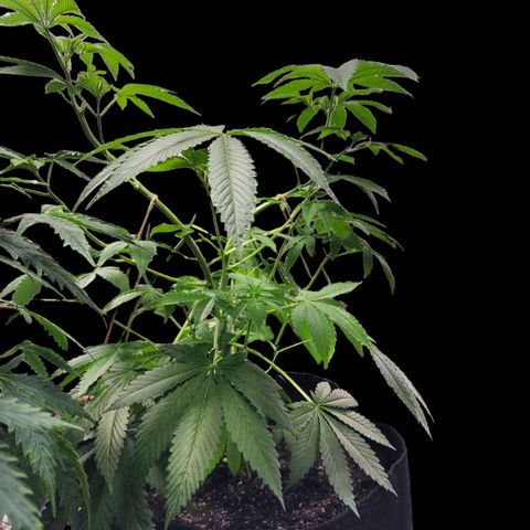 Tropicana Cherry growlog timeline photo