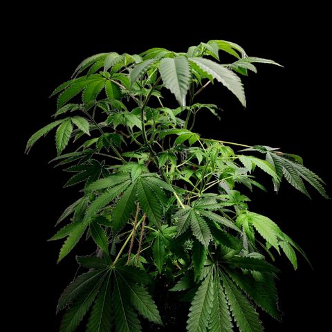 Tropicana Cherry growlog timeline photo