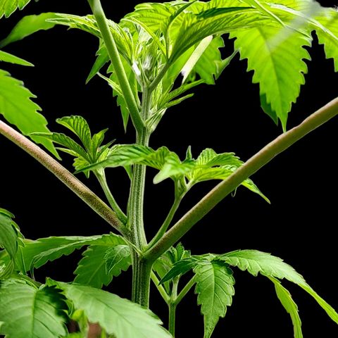 Tropicana Cherry growlog timeline photo