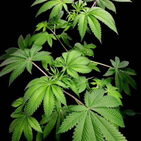 Tropicana Cherry growlog timeline photo