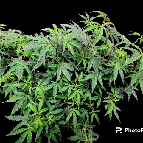 Jungle Boys La Baker growlog timeline photo