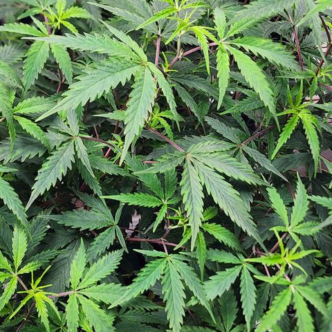 Jungle Boys La Baker growlog timeline photo