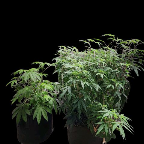 Jungle Boys La Baker growlog timeline photo