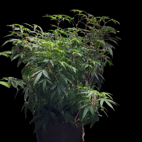 Jungle Boys La Baker growlog timeline photo