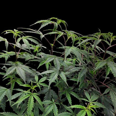 Jungle Boys La Baker growlog timeline photo