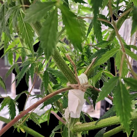 Jungle Boys La Baker growlog photo: Twenty four hours after splitting it in half she's still looking good