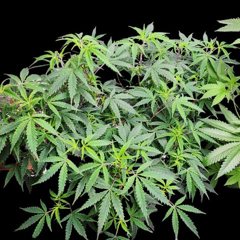 Jungle Boys La Baker growlog photo: Twenty four hours after splitting it in half she's still looking good