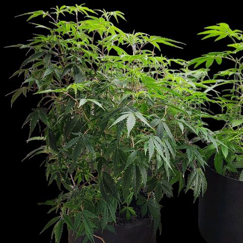 Jungle Boys La Baker growlog photo: Twenty four hours after splitting it in half she's still looking good