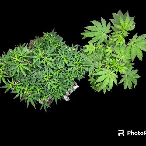 Jungle Boys La Baker growlog timeline photo