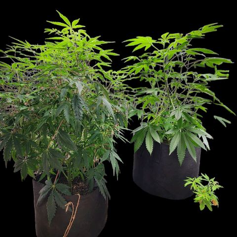 Jungle Boys La Baker growlog timeline photo