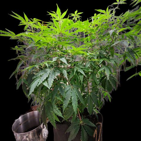 Jungle Boys La Baker growlog timeline photo