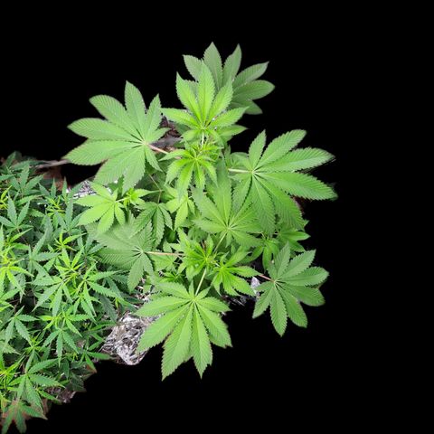 Tropicana Cherry growlog timeline photo