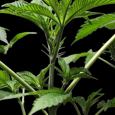 Tropicana Cherry growlog timeline photo