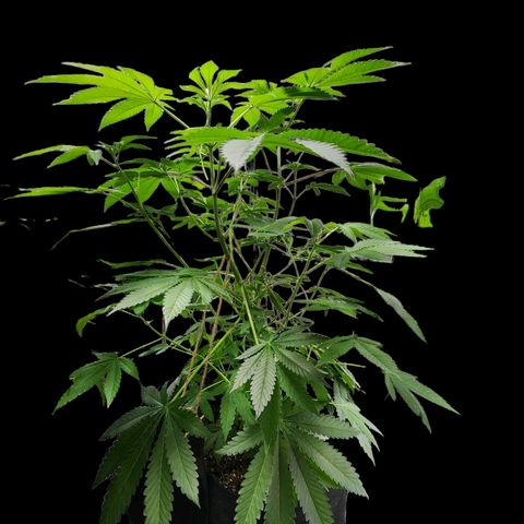 Tropicana Cherry growlog timeline photo