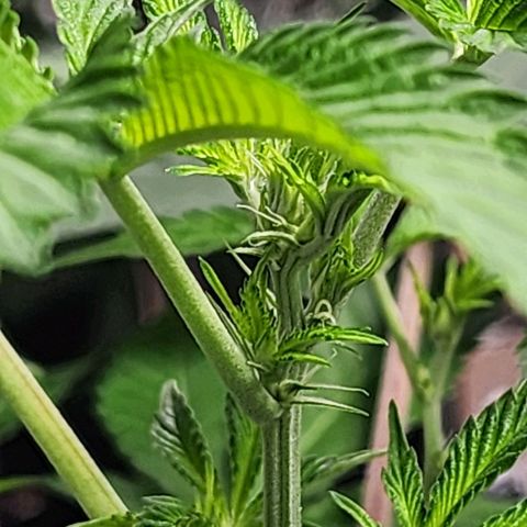Tropicana Cherry growlog photo: It's a girl