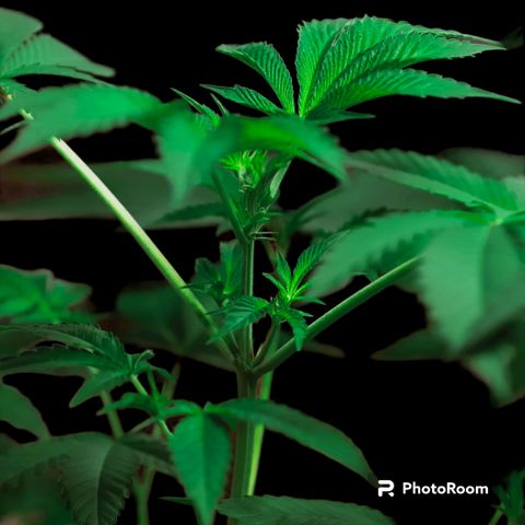 Tropicana Cherry growlog timeline photo