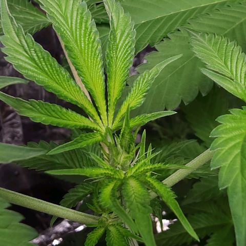 Tropicana Cherry growlog timeline photo