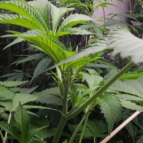Tropicana Cherry growlog timeline photo