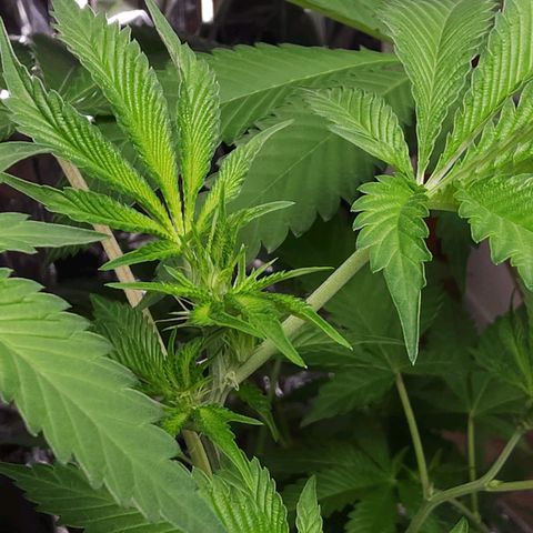 Tropicana Cherry growlog timeline photo