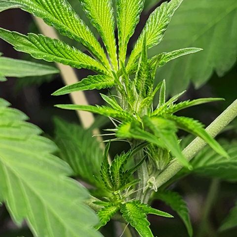 Tropicana Cherry growlog timeline photo