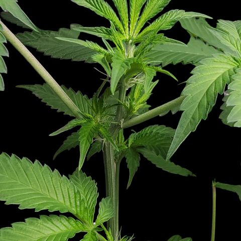 Tropicana Cherry growlog timeline photo