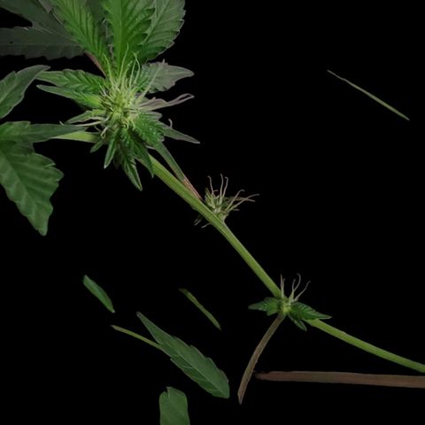 Tropicana Cherry growlog timeline photo
