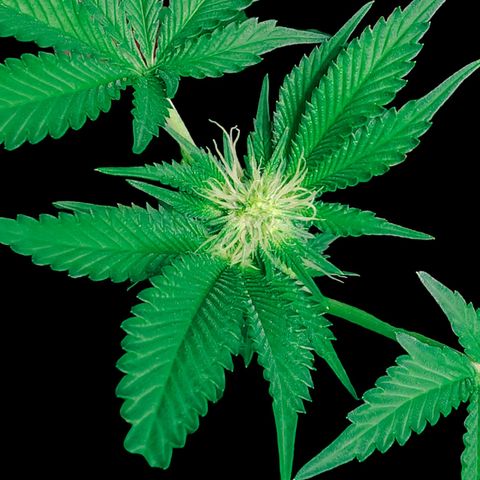 Tropicana Cherry growlog timeline photo