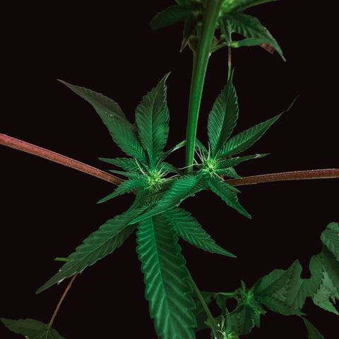 Tropicana Cherry growlog timeline photo