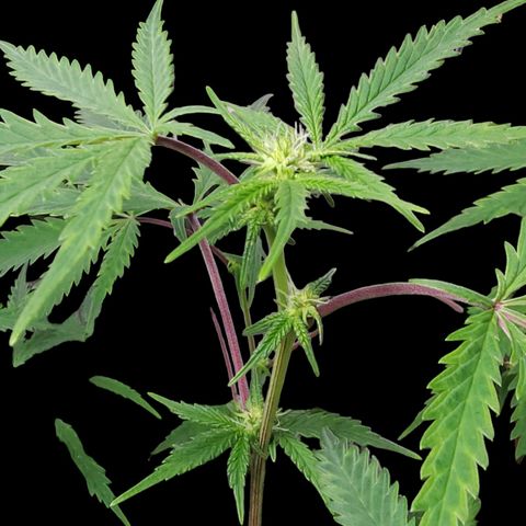 Jungle Boys La Baker growlog timeline photo