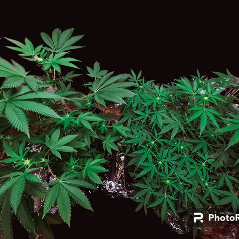 Jungle Boys La Baker growlog timeline photo