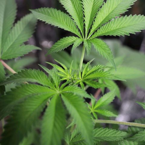 Tropicana Cherry growlog timeline photo