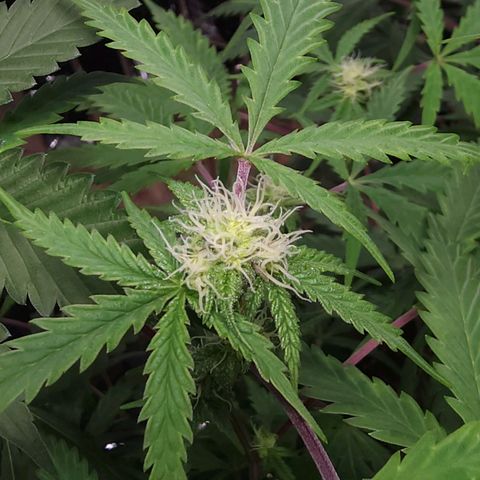 Jungle Boys La Baker growlog timeline photo
