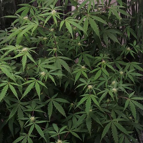 Jungle Boys La Baker growlog timeline photo