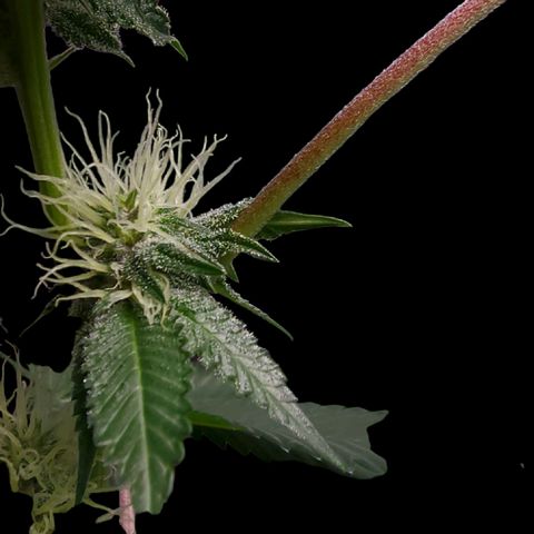 Tropicana Cherry growlog timeline photo