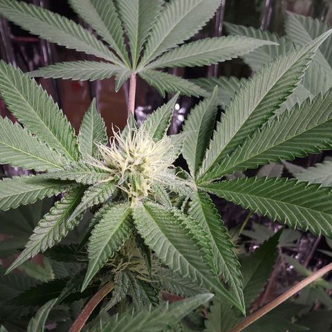 Tropicana Cherry growlog timeline photo