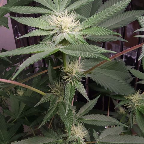 Tropicana Cherry growlog timeline photo