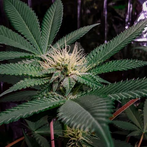 Tropicana Cherry growlog timeline photo