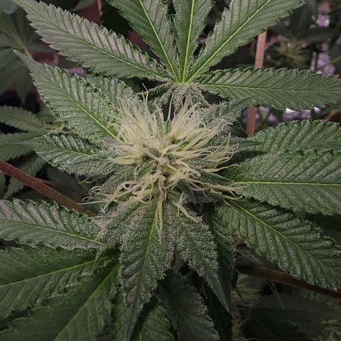 Tropicana Cherry growlog timeline photo