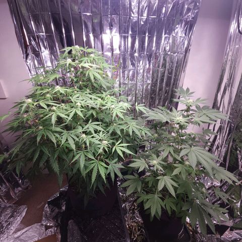 Jungle Boys La Baker growlog timeline photo