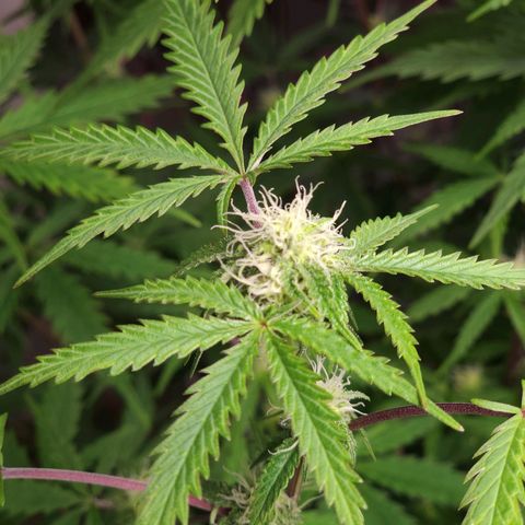 Jungle Boys La Baker growlog timeline photo