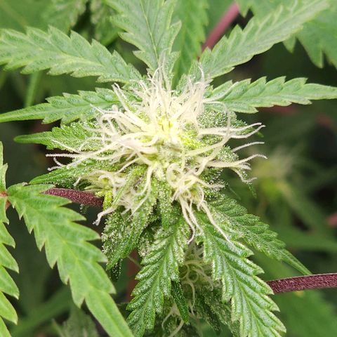 Jungle Boys La Baker growlog timeline photo