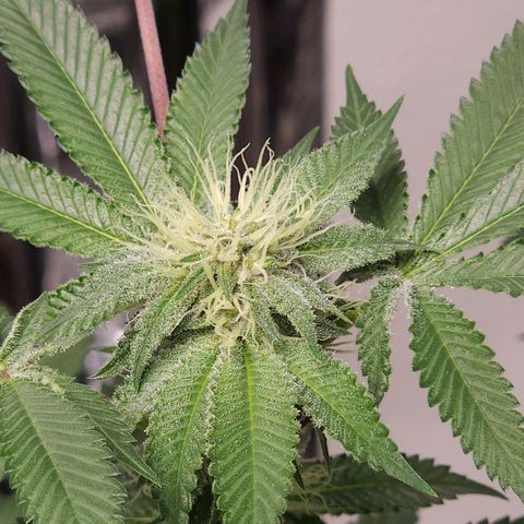Tropicana Cherry growlog timeline photo
