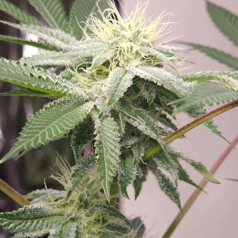 Tropicana Cherry growlog timeline photo